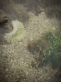 Close-up of coral in sea