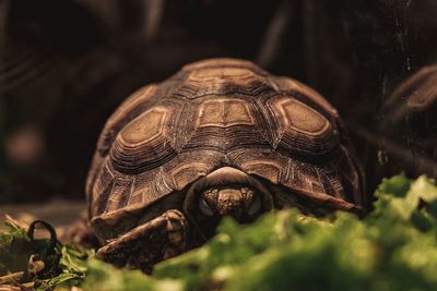 Close-up of a turtle