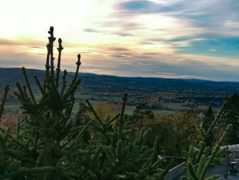 Cactus plants growing against sky during sunset