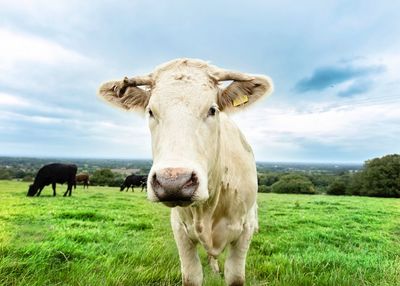 Portrait of cow standing on field