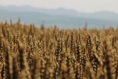 Close-up of stalks in field against the sky