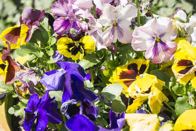 Close-up of fresh purple flowers blooming in garden