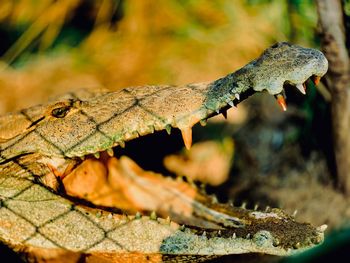 Close-up of a lizard on leaf