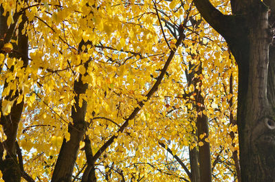 Low angle view of autumnal trees