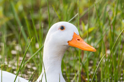 Close-up of swan