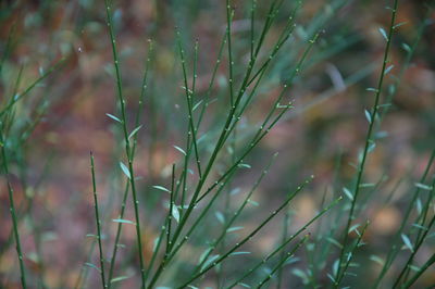 Close-up of plant