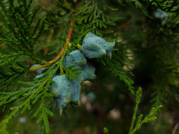 Close-up on tree