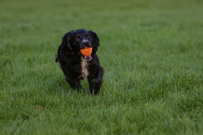 Dog on field