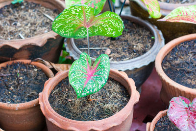 High angle view of small potted plant