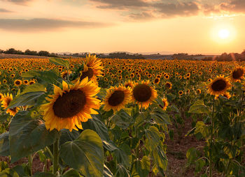 Scenic view of sunflower field against sky during sunset