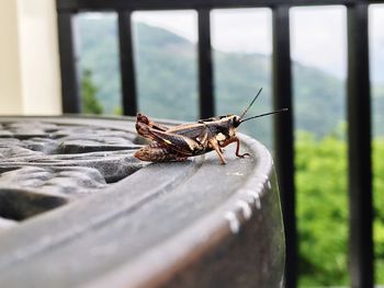 Close-up of insect on window