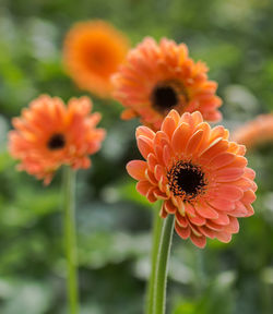 Close-up of red flower