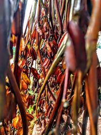 Close-up of leaves