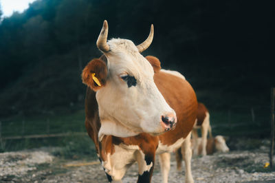 Close-up of cow