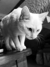 Close-up of cat relaxing on table