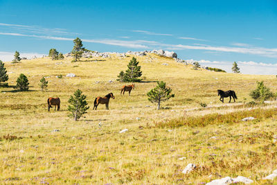 Horses grazing in a field