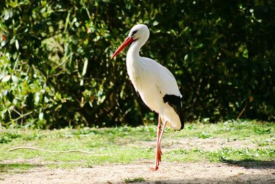 Close-up of white bird perching on plant