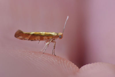 Close-up of tiny gold insect