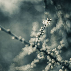 Low angle view of tree against cloudy sky