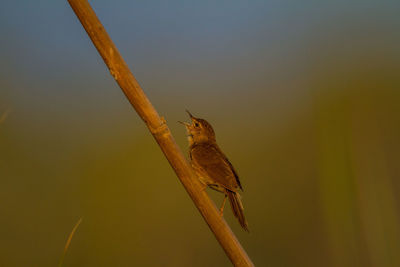 Bird perching on a tree
