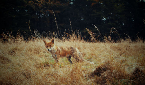 Fox  in a field