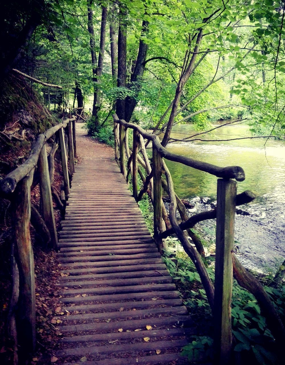 WOODEN RAILING IN FOREST