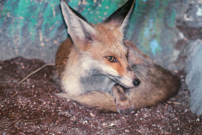 Ponder fox 