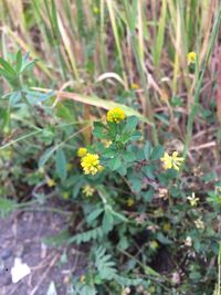 Yellow flowers blooming outdoors