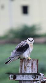 Close-up of bird perching on wooden post