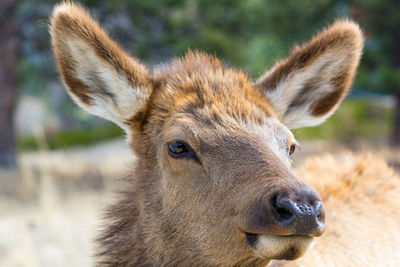 Close-up of deer