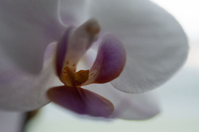 Close-up of flower against blurred background