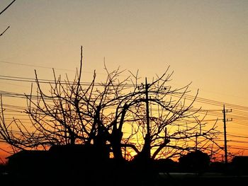 Silhouette of bare trees at sunset