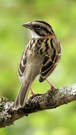 Close-up of bird perching on branch