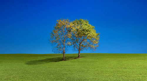 Tree on field against clear blue sky