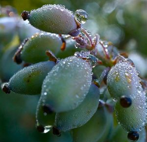 Close-up of wet cactus growing on plant