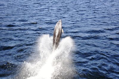 High angle view of dolphin swimming in sea