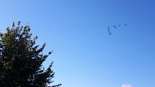 Low angle view of bird flying against clear blue sky