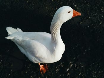 White swan in calm water