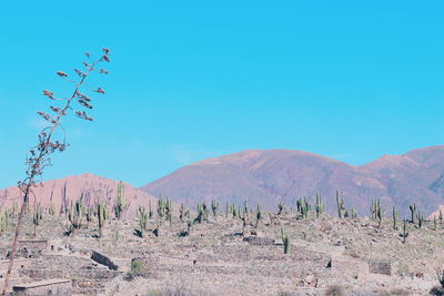 Scenic view of mountains against clear blue sky