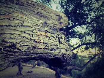 Close-up of tree trunk