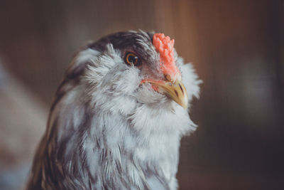 Ameraucana chicken