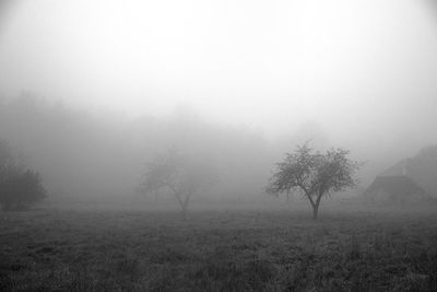 Trees in mist on field against sky