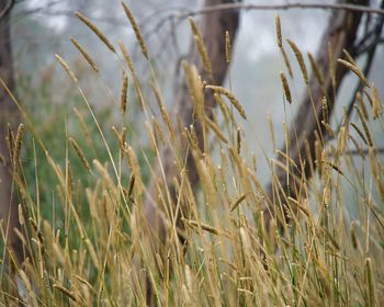 Close-up of stalks in field