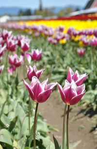 Close-up of pink flowers blooming in field