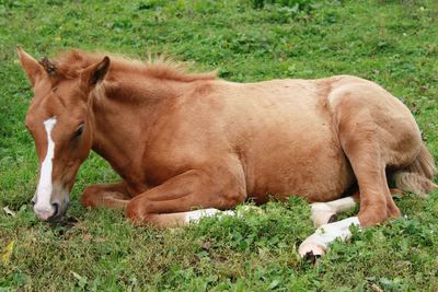 Horses in a field