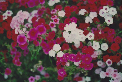Close-up of pink flowers