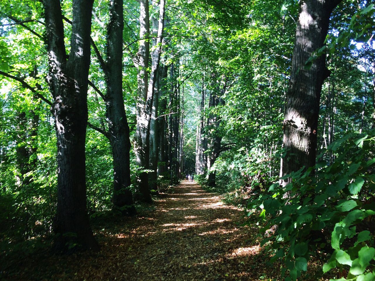 PATHWAY ALONG TREES IN THE FOREST