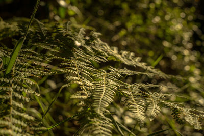 Close-up of plant in forest