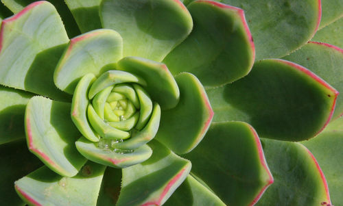 Close-up of succulent plant