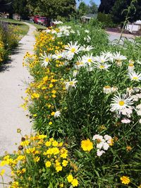 Yellow flowers blooming in garden